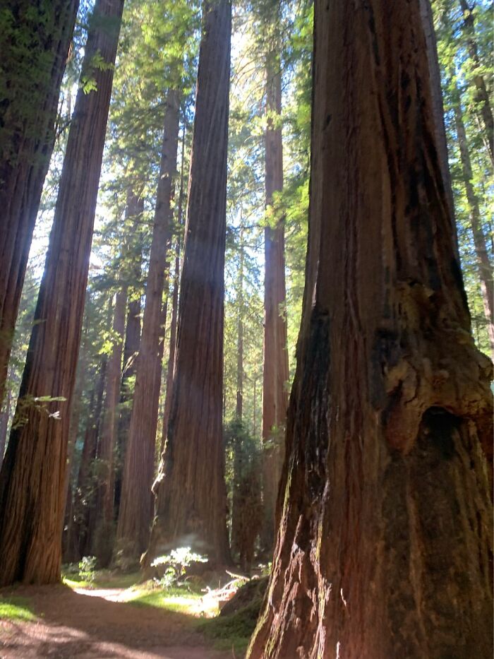 Rockefeller Forest. Humboldt County. Land Of The Giants!