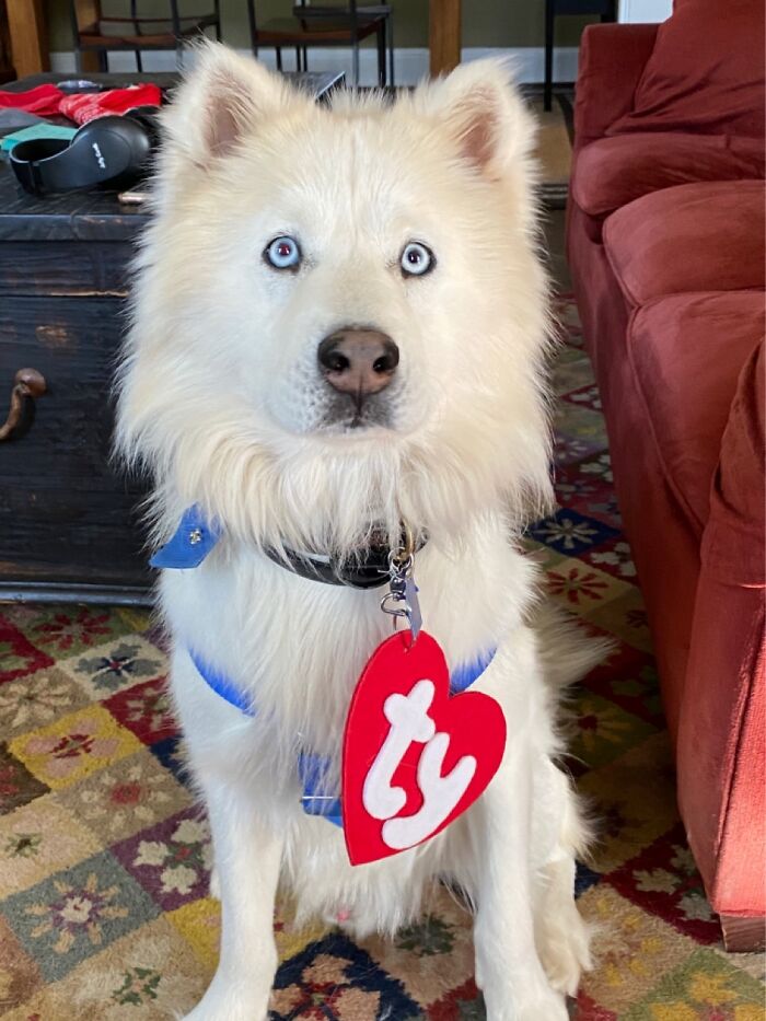 My Pup Was A Beanie Baby For Halloween