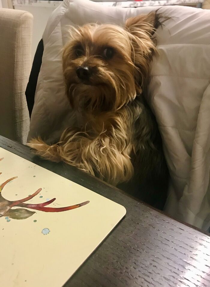 My Dog Judging What I’m Having For Dinner...
