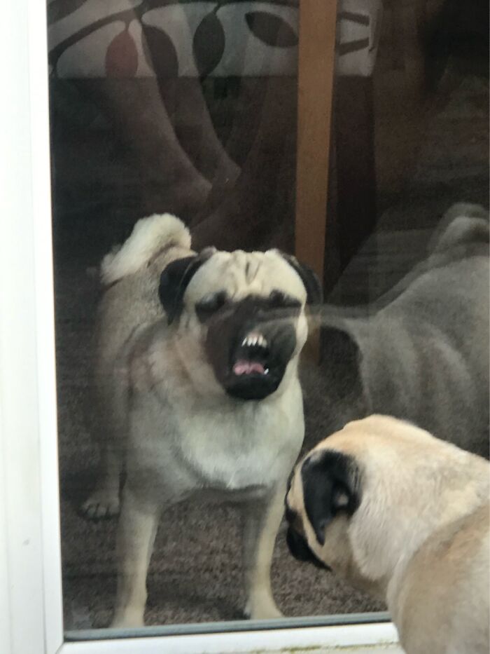 My Derpy Dog Shut Inside With Her Sister Outside