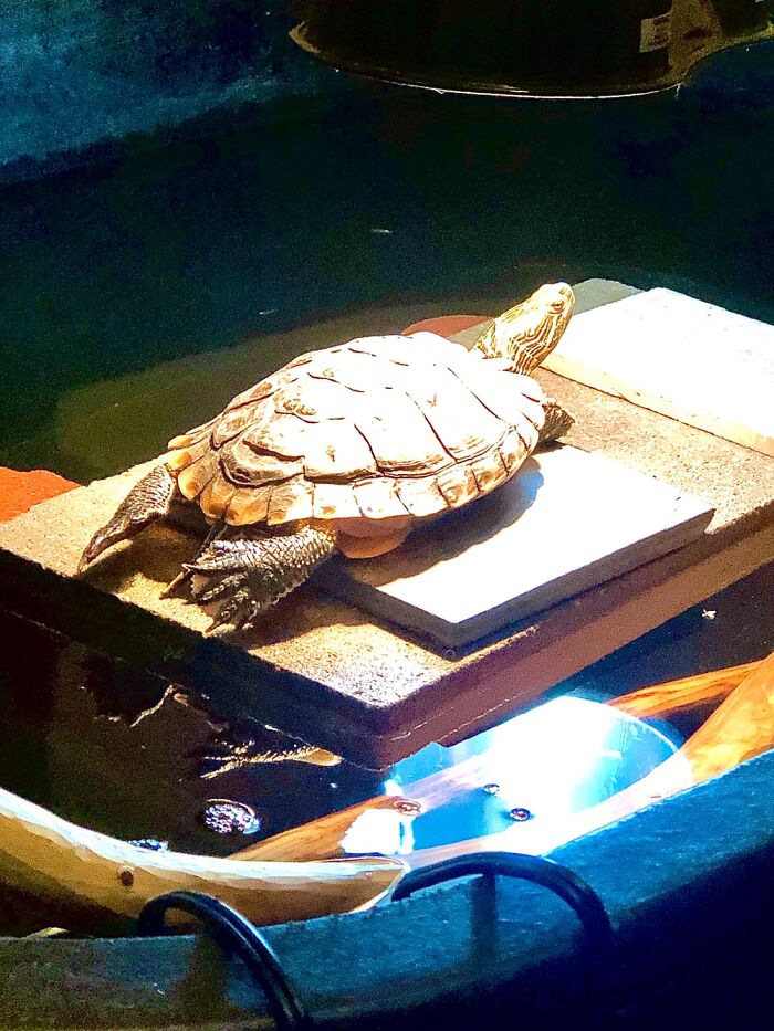 Every Time My Turtle Sticks Her Godzilla Feet Out While Basking Under Her Light Makes Me Giggle