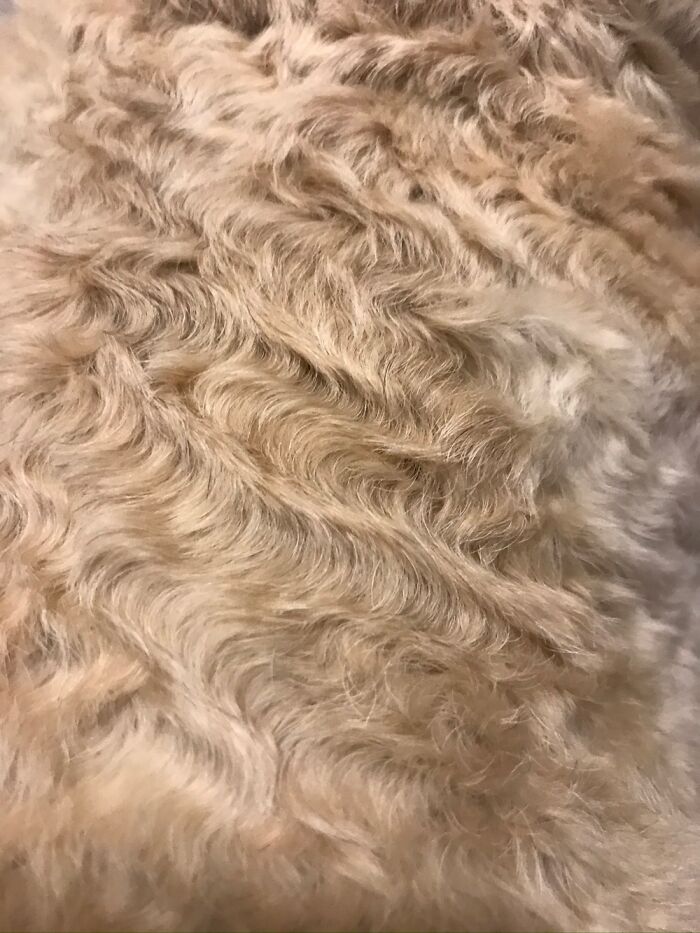 My Dog Had Super Wavy Fur On Friday