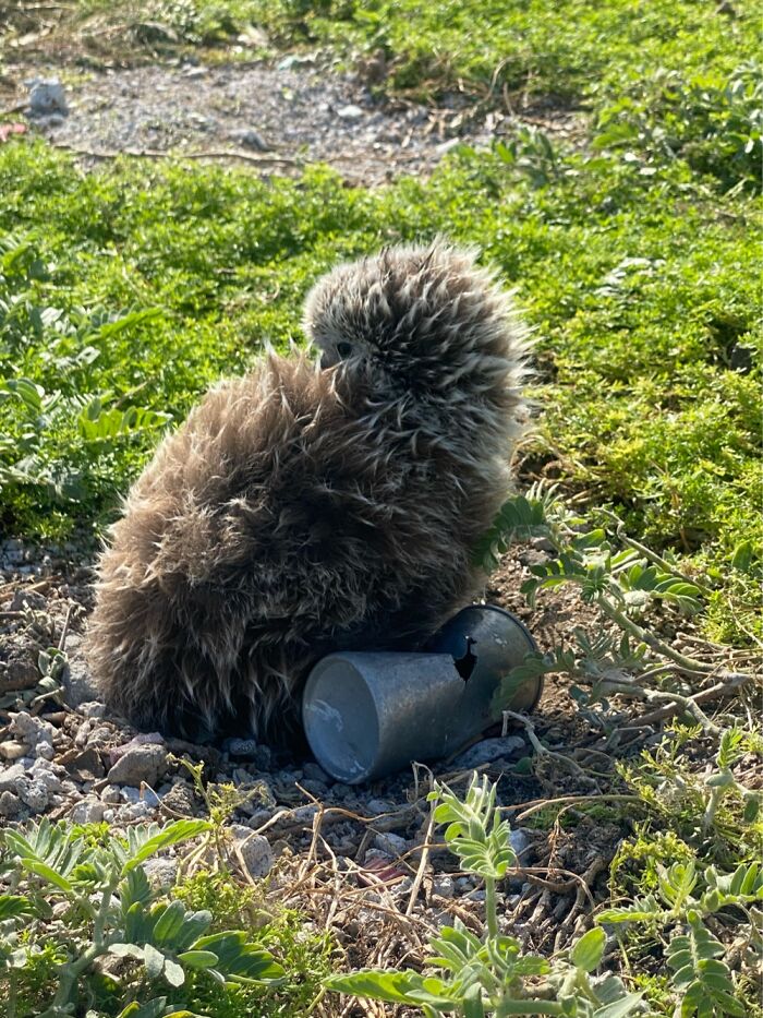 I Took Pictures Of Trash Babies In Midway Atoll