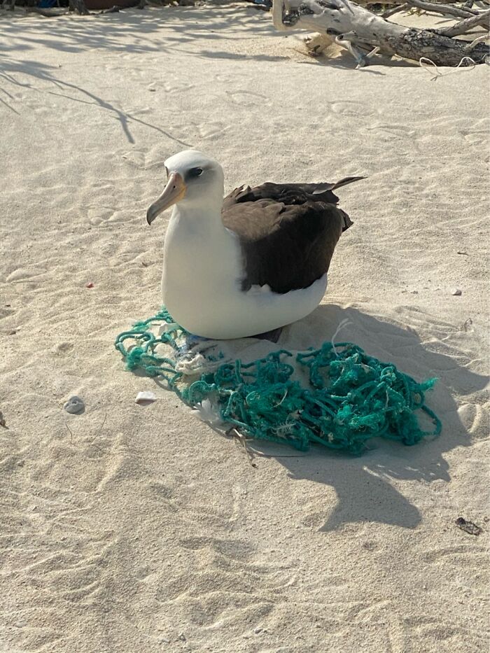 I Took Pictures Of Trash Babies In Midway Atoll