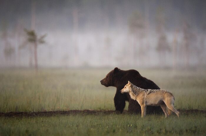 This Wolf And Bear Pair Were Documented Travelling, Hunting And Sharing Food Together For 10 Days