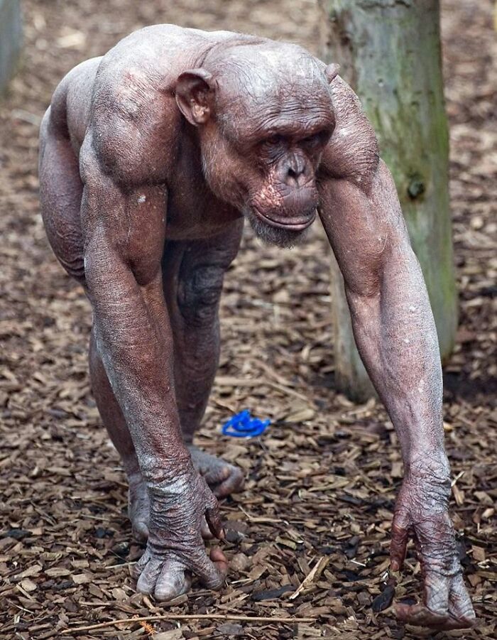 Chimp With Alopecia Reveals A Truth Usually Concealed In Fur: Chimps. Are. Ripped