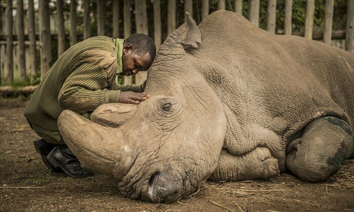 Saying Goodbye To A Species, The Very Last Male Northern White Rhino. A Powerful Photo Of 2018