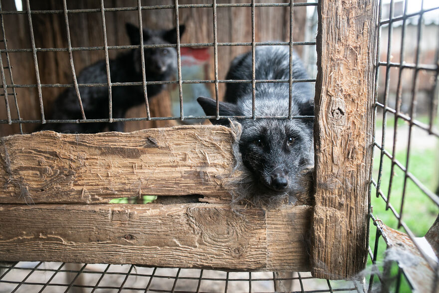 These Starving Animals Were Left To Die On A Fur Farm, Thankfully These Rescuers Saved Them