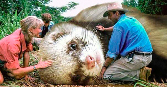 Someone Replaced Jurassic Park Dinosaurs With Ferrets, And This Version Is Probably Better Than The Original