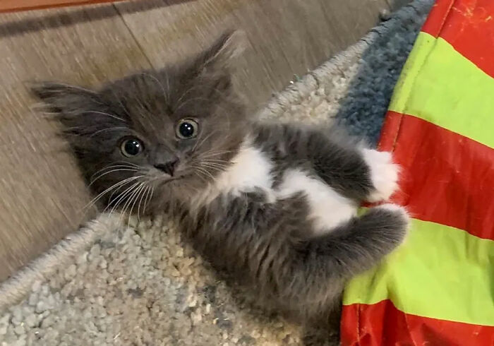 Kitten With Twisted Legs Wins People’s Hearts And Finds Her Forever Home