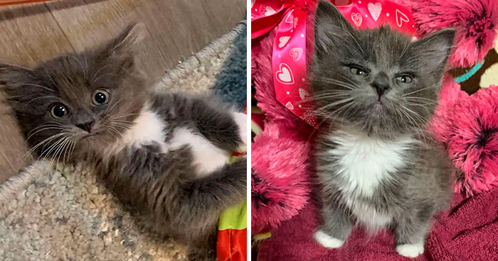 Kitten With Twisted Legs Wins People’s Hearts And Finds Her Forever Home