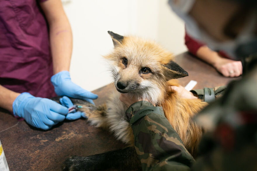 These Starving Animals Were Left To Die On A Fur Farm, Thankfully These Rescuers Saved Them