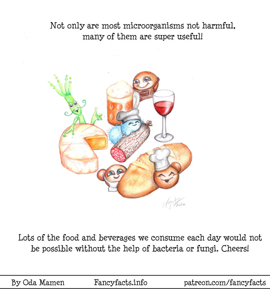 Microorganisms In Food