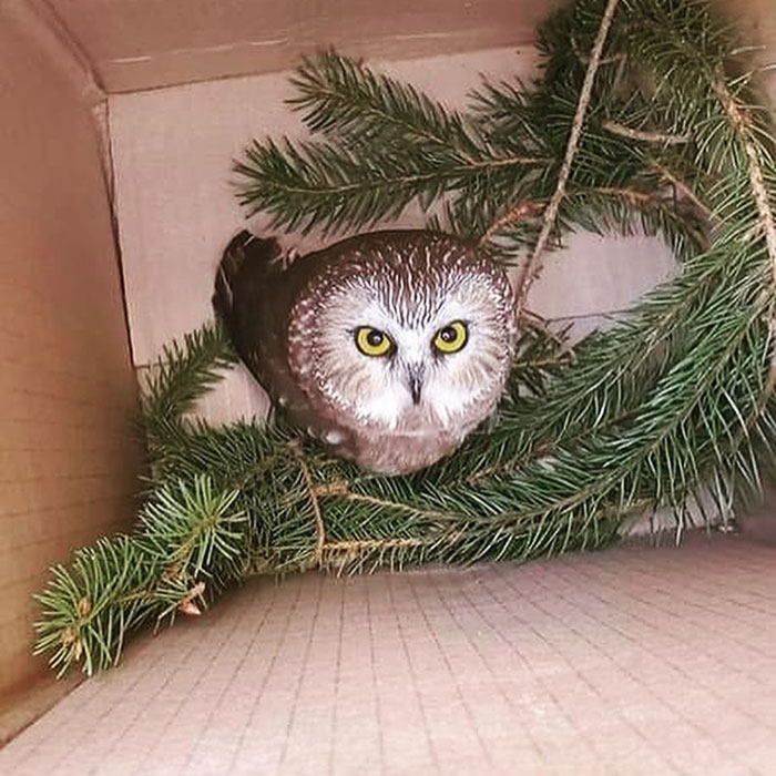 Workers Who Transported This Year's Rockefeller Christmas Tree Found A Tiny Owl Tucked Inside It