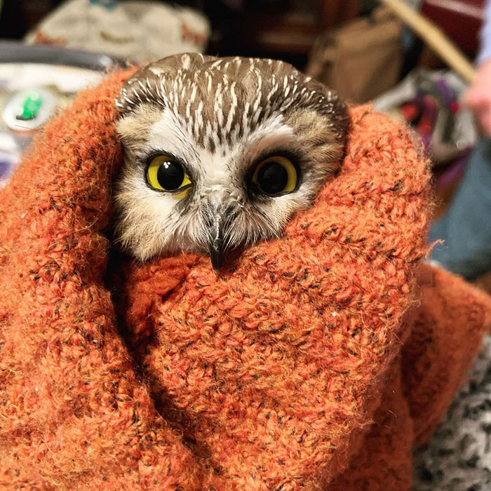Workers Who Transported This Year's Rockefeller Christmas Tree Found A Tiny Owl Tucked Inside It