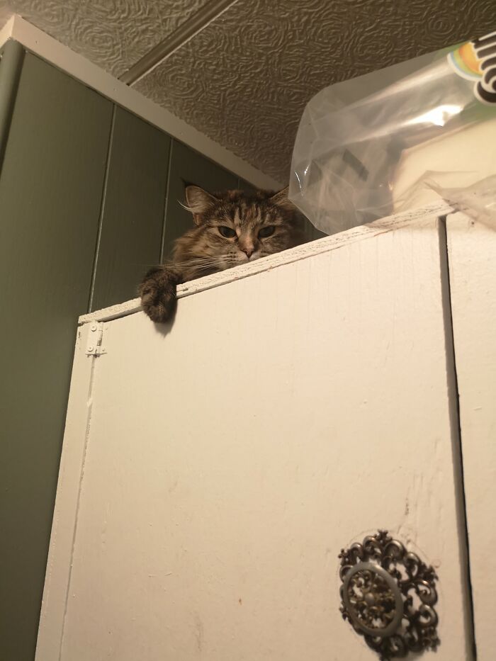 Was Doing Laundry And Looked Up; Definitely Not My Cat
