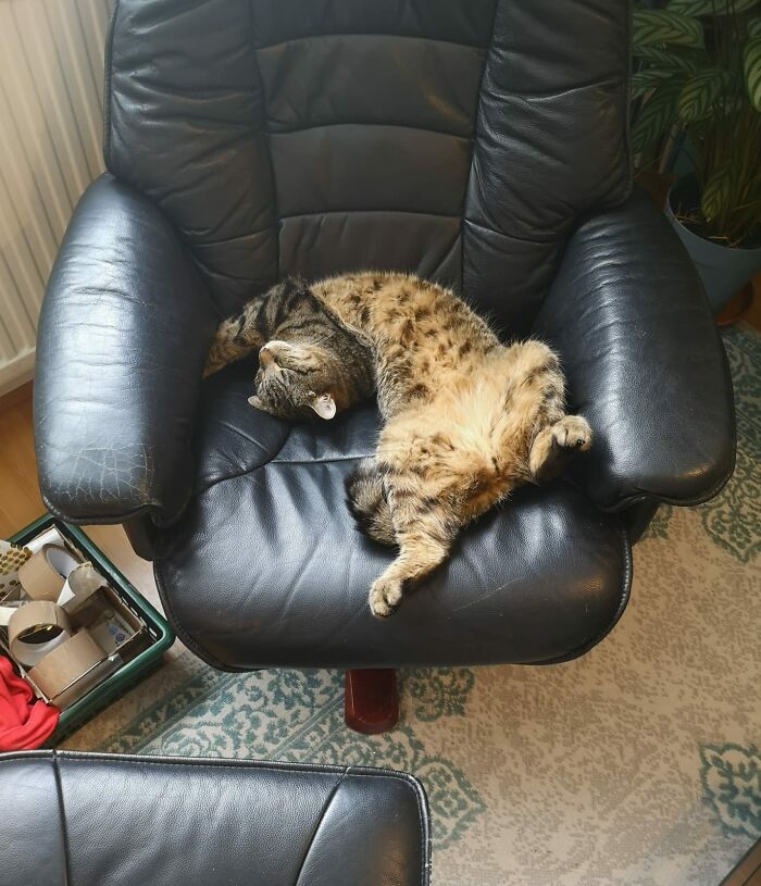 My House, My Husband's Chair, Not My Cat. He Lives A Few Houses Over And Chose Us As His Summer Holiday Resort... He Made Lockdown A Lot More Entertaining And Turned Two Hardcore Dog People Into Complete Cat Lovers!