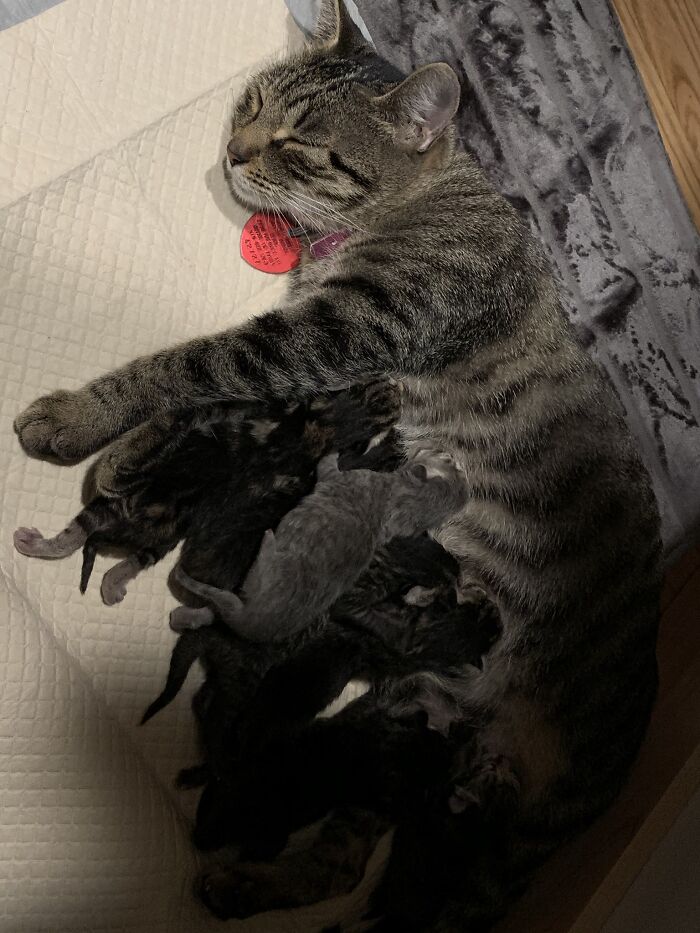 Not My Cat Provided Me With 13 Not My Kittens This Year. She Is Now Not My Spayed Cat