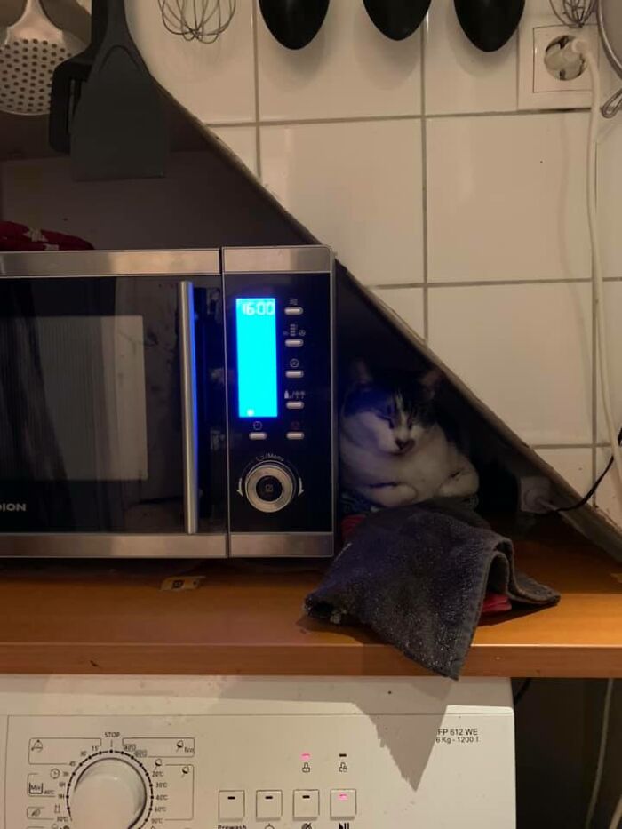 Walked Into The Kitchen Last Night - My House, Definitely Not My Cat She Looked Completely Settled As If It’s Her Secret Nightly Nap Spot