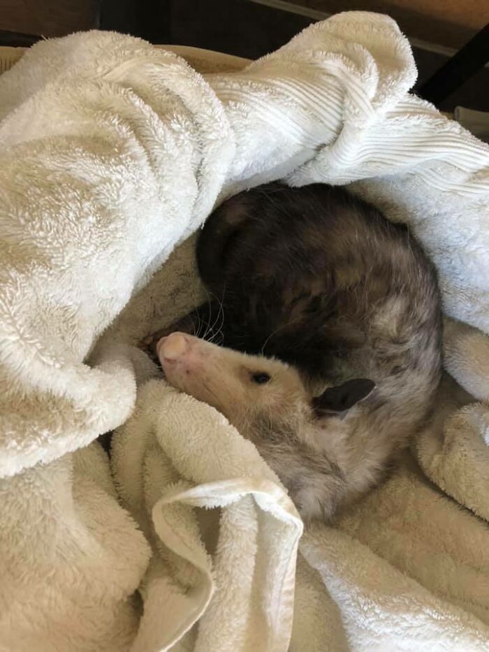 My House’s Cat Bed, Not My Possum...