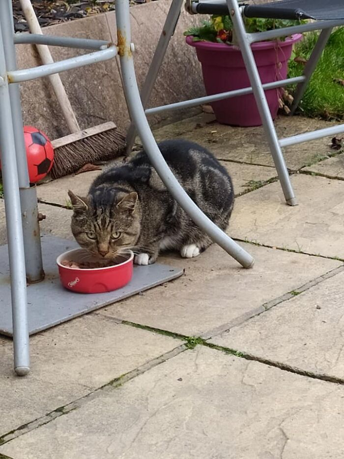 Paddy, The Not My Cat Who Had Been Living In My Garden Since February
