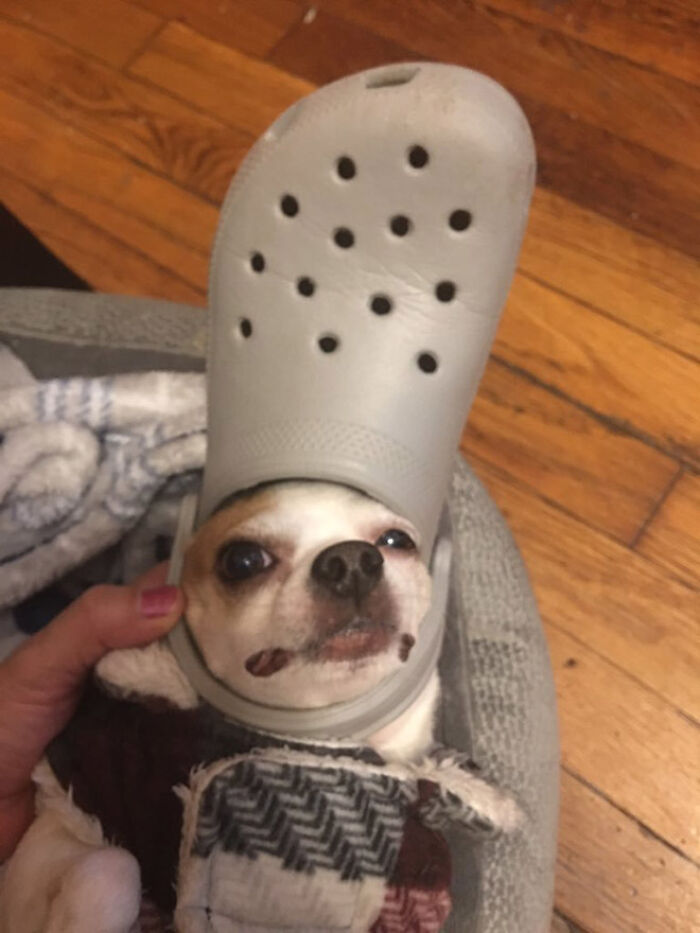 Pets-Slipper-Hats-Crocs