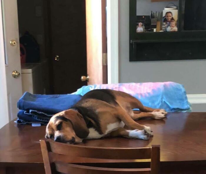 As I’m Making Dinner This Boy Was Standing At My Feet Whining And Begging For The Food I Was Cooking... I Told Him To Go Lay Down.. A Few Minutes Later I Turn Around From The Stove And See Him Laying On The Kitchen Table