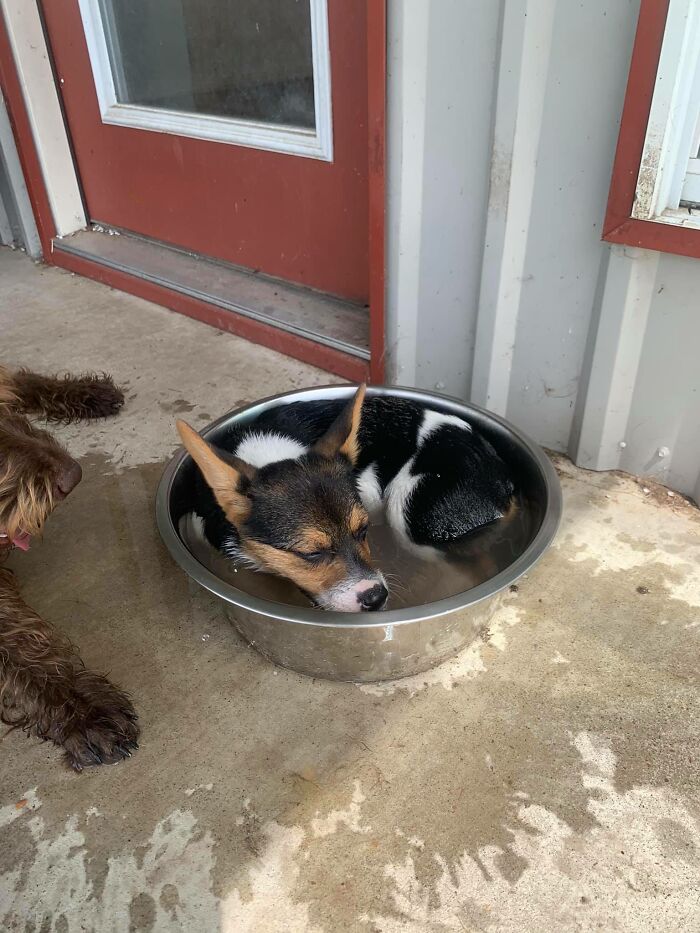 This Is Dixie. Dixie Is Using Our Outdoor Water Bowl As Her Personal Pool. If Dixie Thinks That Springtime In Texas Is Hot, She’s In For A Surprise This Summer.