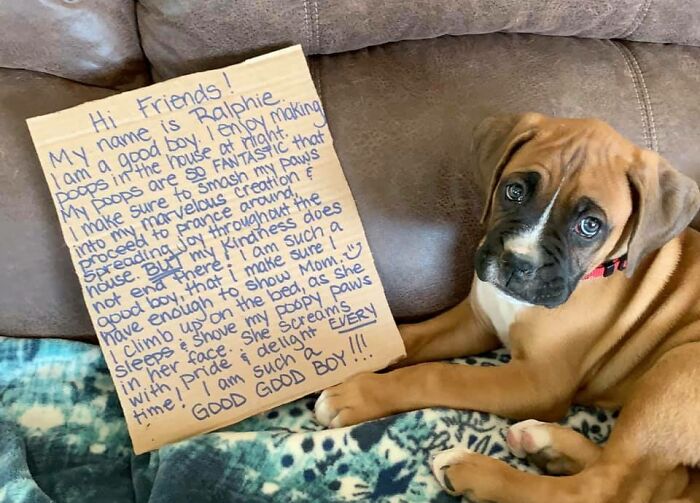 It May Be Hard To Read, But Everyone Meet Ralphie . He’s A “Good Boy” (I’m Not Mad At Him, He’s Just A Baby, And Still Learning...i Just Wanted To Share A Laugh. He Really Is A Good Boy )