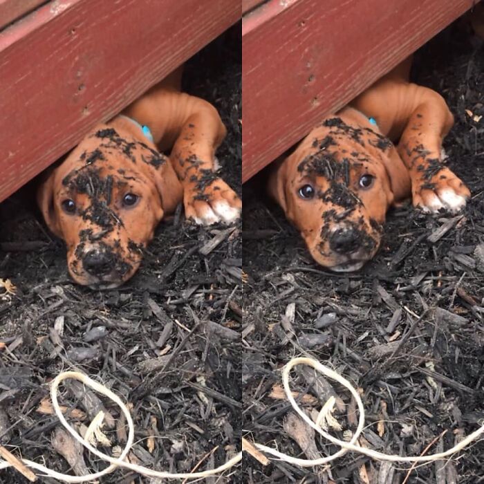 “Hi I’m Sam.. A 3 Month Old Puppy Growing Like A Weed. My Momma Said I’d Get Too Big To Get Back Out From Under The Deck Soon. So I Thought About Listening To Her For Once.” Narrator: *he Did Not Listen To Momma*