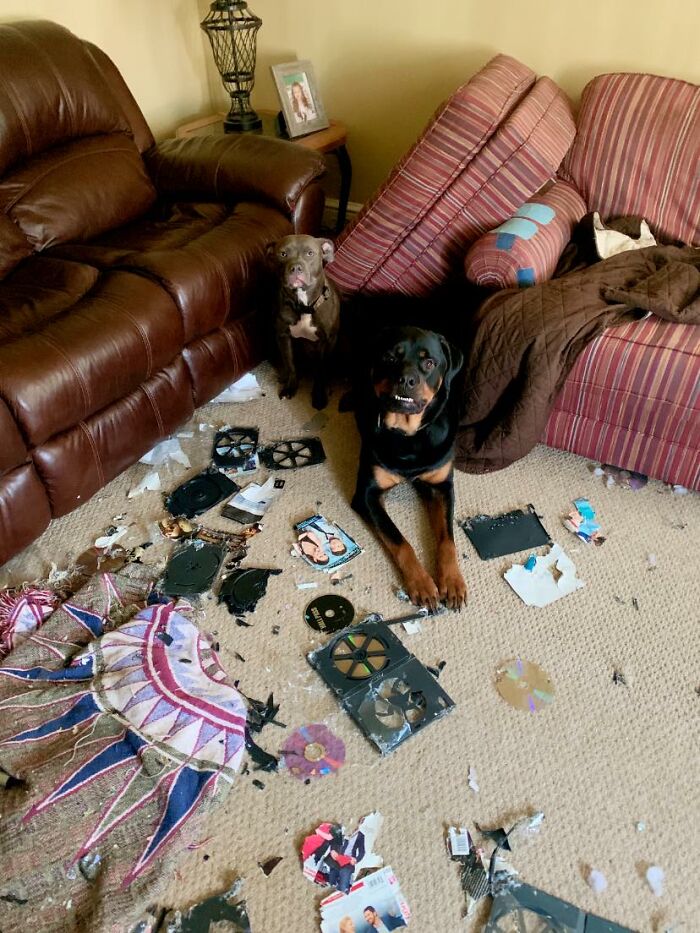 This Is From Last Year Before I Knew About This Group! Ivy (Blue Nose Pit) Has Major Separation Anxiety And Is A Master Escape Artist... Dvds And Playstation Games Destroyed And Couch Ripped Up. Bane (Rottweiler) Doesn’t Like When You Yell At His Sister So He Sits Next To Her For Moral Support