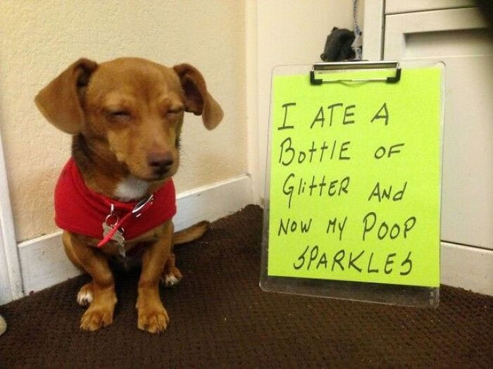 50 Hilarious Pets That Got Shamed In This Facebook Group For Being Naughty