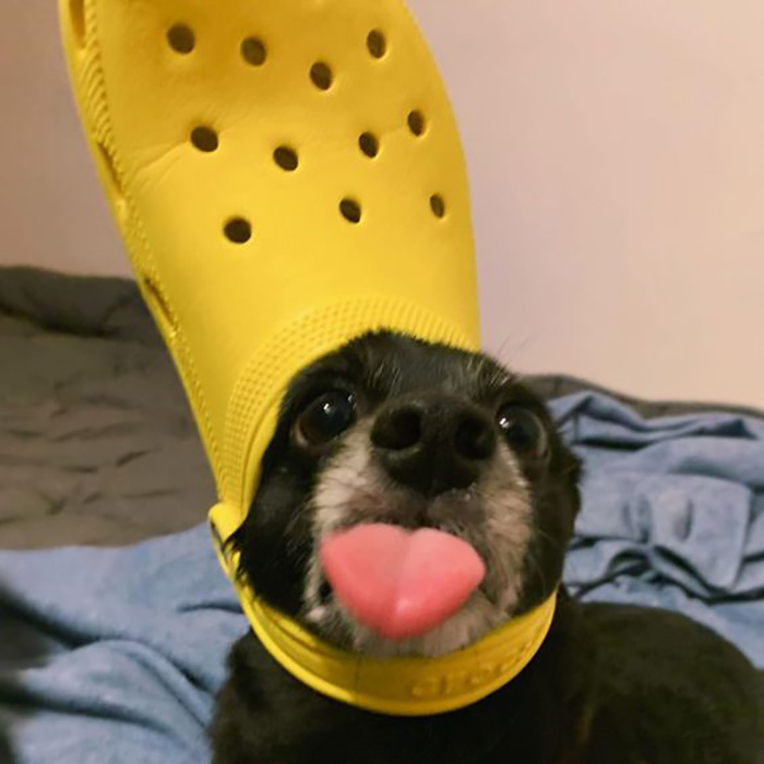 Pets-Slipper-Hats-Crocs