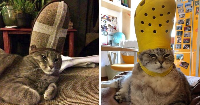 A cat wearing crocs on its head looks like the Pope : r/aww