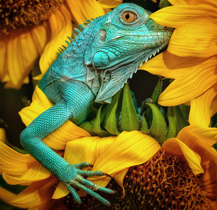 50 Of The Best Photos From Our #Animals2020 Contest To Brighten Your Day