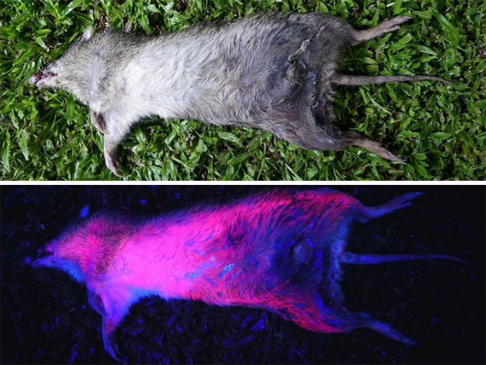 Scientists Just Realized That Platypuses Glow Under A UV Light, Further Adding To The Bizarreness Of The Animal