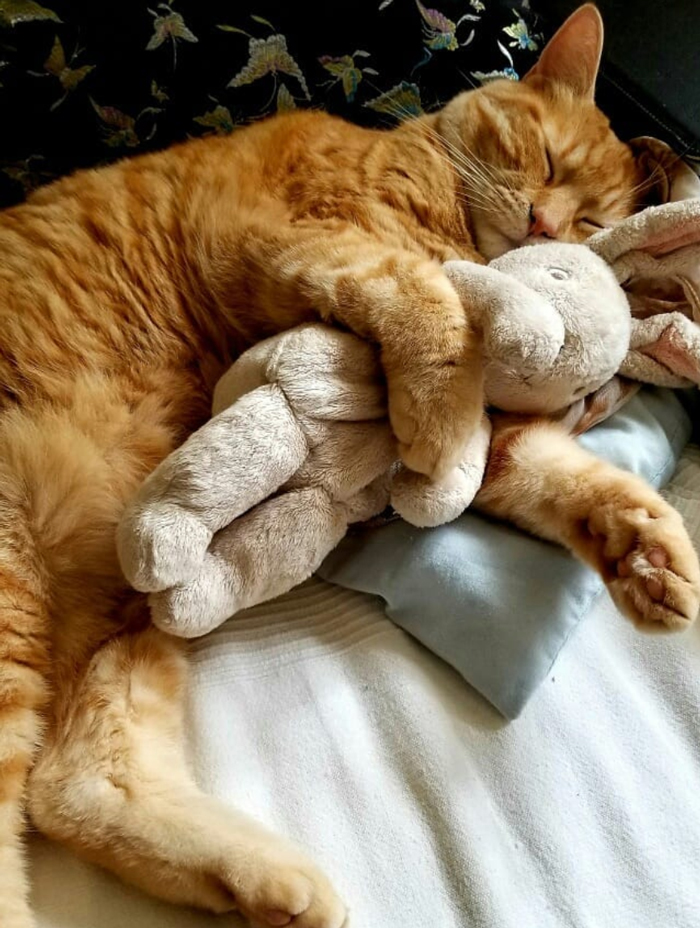 My Friends Cat Loves To Sleep With His Stuffed Toy, I Thought More People Deserved To See This