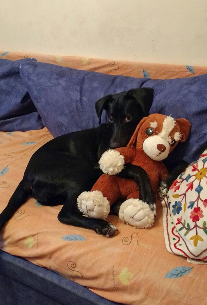 Gave This Toy Dog To My Dog When She Was A Baby. Now It's Her Favorite Dog