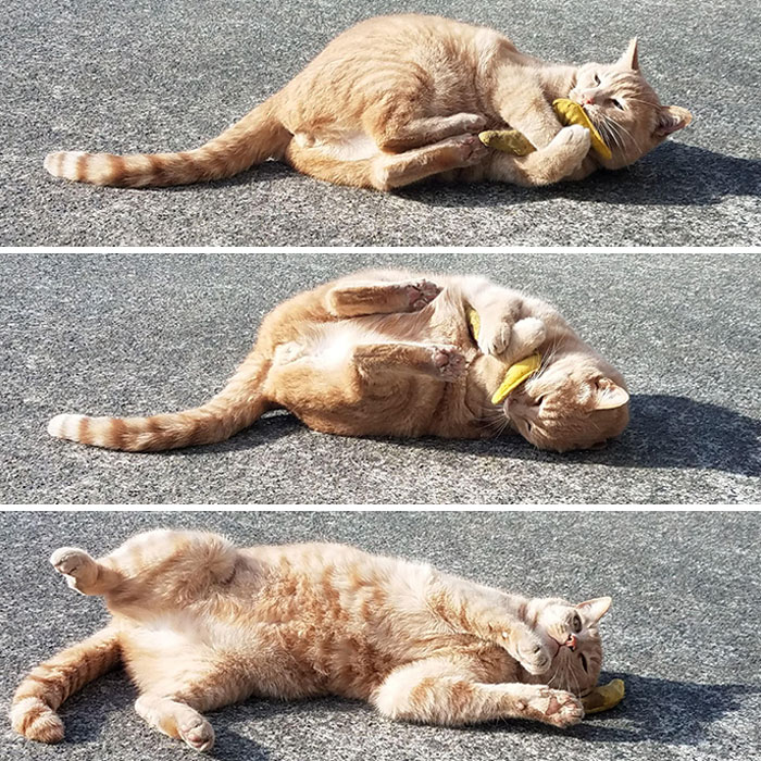 That Banana Is Now Always On The Porch For Him