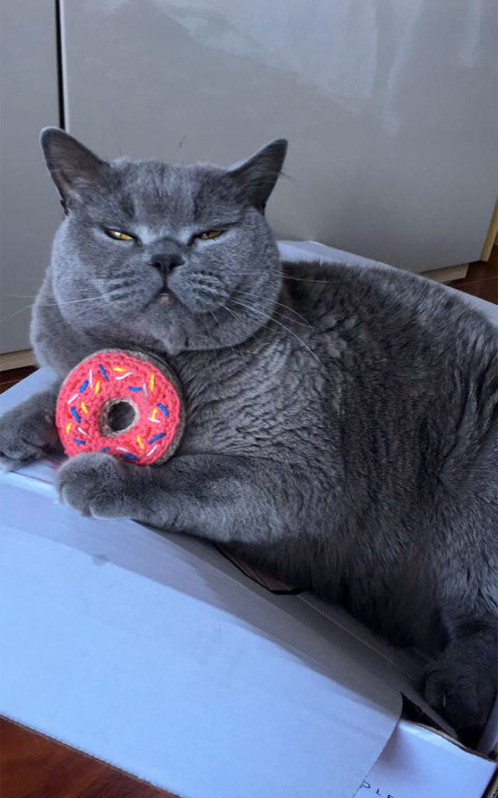 Ollie Is Still Obsessed With His Toy Donut That He Received From Our Secret Santa Almost Two Years Ago. Thank You Again, Kind Stranger