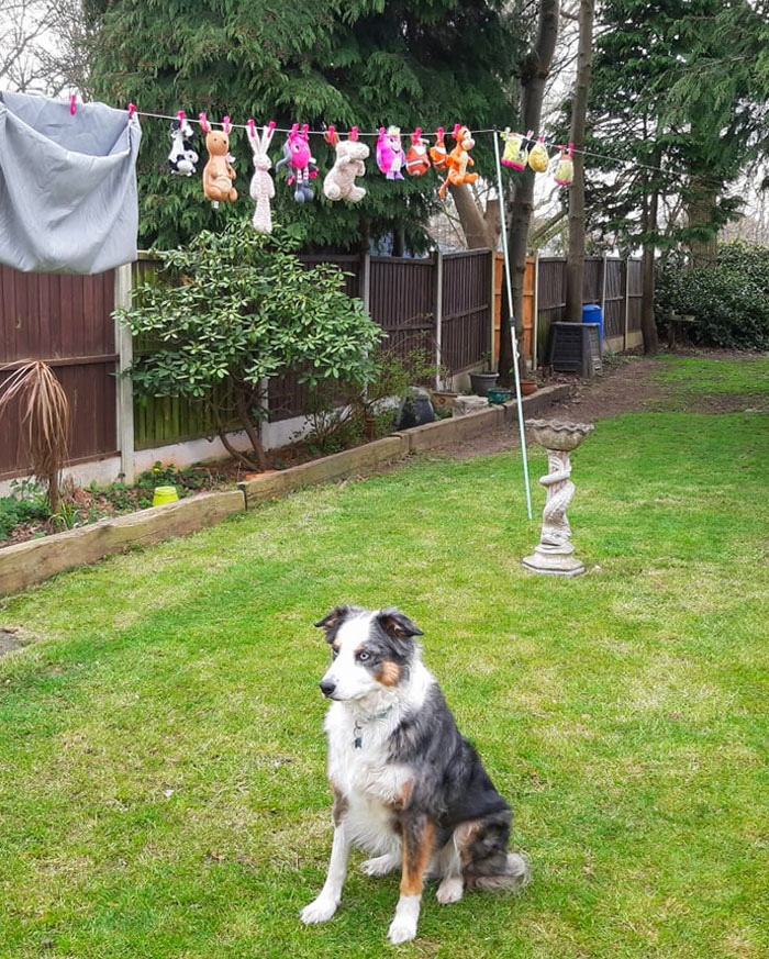 My Mum Washed All The Dog's Toys. And Now He Won't Come In The House Without Them