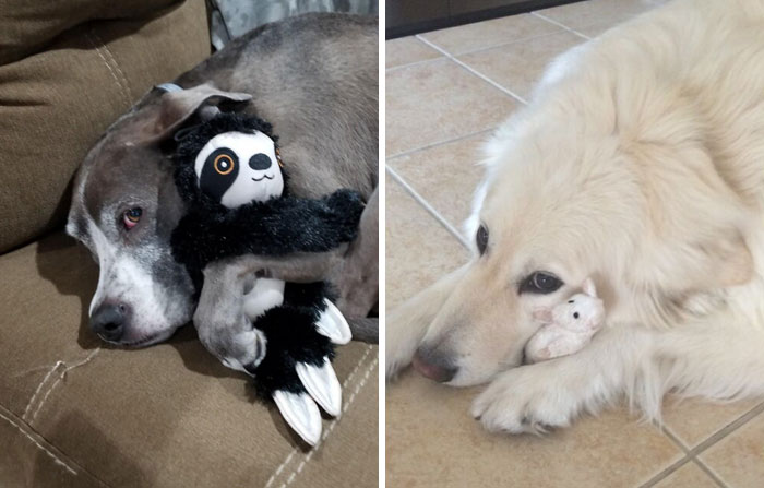 People Are Sharing Pictures Of Their Pets Refusing To Part With Their Favorite Toys, And They’re Too Pure (40 Pics)