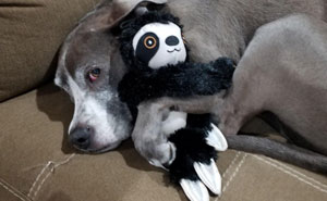 La gente comparte foto con sus mascotas que no se separan de sus juguetes favoritos, y es muy puro (40 fotos)