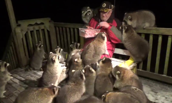 Every Night, This Man Feeds Hot Dogs To This Pack Of Raccoons As Per His Late Wife’s Wish