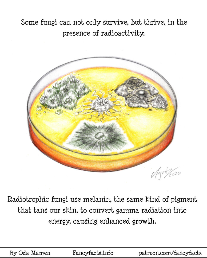 Radiotrophic Fungi