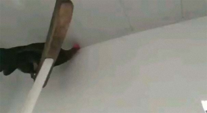 Man Puts Chicken On Top Of Squeegee To Eat The Spiders Trapped In The Ceiling, Natural Pest Control