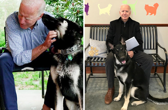 Turns Out, Joe Biden’s Dog Major Will Be The First Shelter Dog To Live In The White House In History