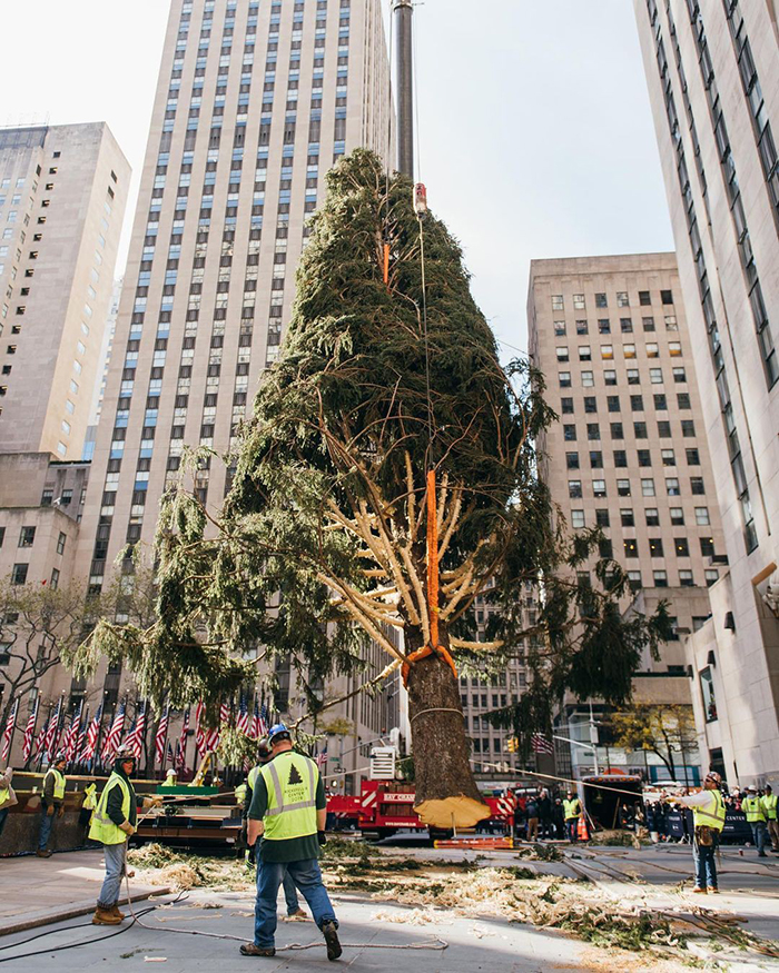 People Are Shaming This Rockefeller Center Christmas Tree, So The Center Claps Back | Bored Panda