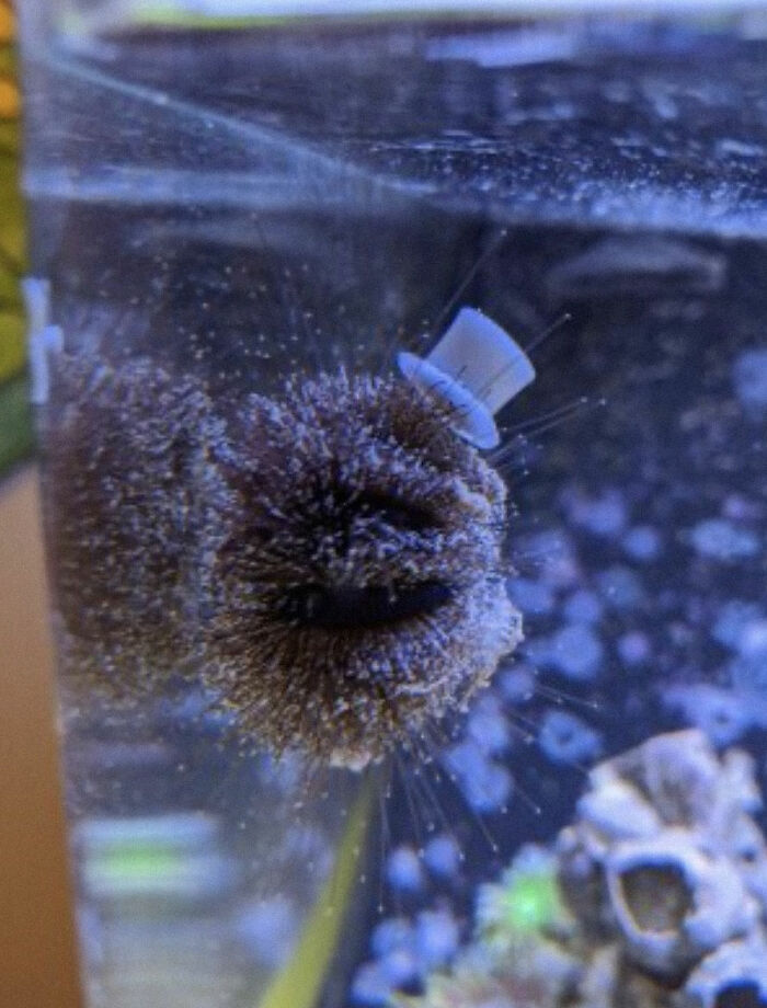 Turns Out, Sea Urchins Like To Use Shells As Hats, So People 3D-Print Them Some Cool Ones