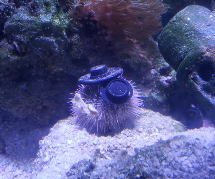 Turns Out, Sea Urchins Like To Use Shells As Hats, So People 3D-Print Them Some Cool Ones